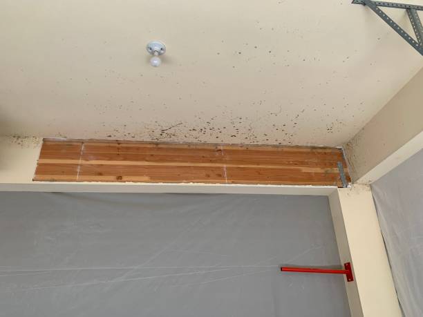  Springfield, SD Mold Removal Pros