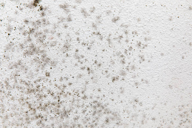 Best Attic Mold Removal  in Springfield, SD