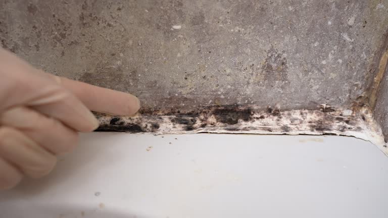 Best Industrial Mold Remediation  in Springfield, SD