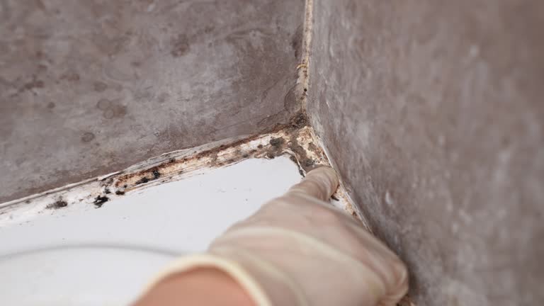 Mold Removal for HVAC Installations in Springfield, SD